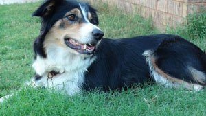 english shepherd photo